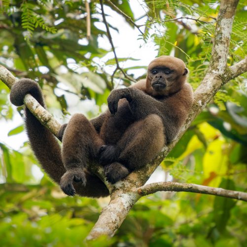 Common Woolly Monkey or Brown or Humboldt's woolly monkey (Lagothrix lagothricha) from South America in Colombia, Ecuador, Peru, Bolivia, Brazil and Venezuela. Ape in the tree canopy in Amazonia.